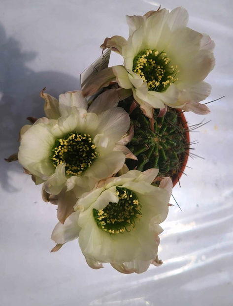 Lobivia longispina white_ green - Lobivia longispina white_ green