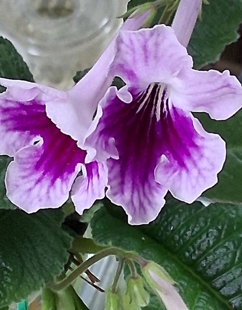  - STREPTOCARPUS