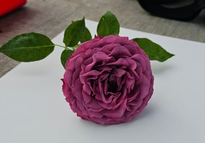 Princess Tamako (tufa) 70 lei - Album