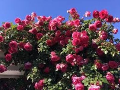 Pink Eden (urcator) 60 lei - Toamna 2025