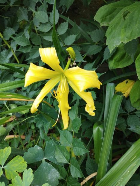  - Hemerocalisi 2025 vol2