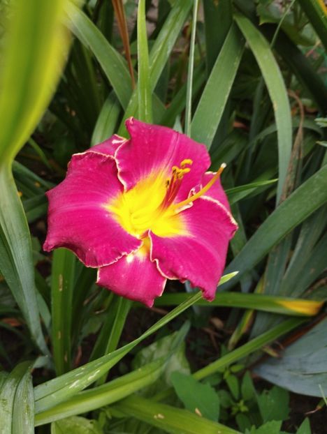  - Hemerocalisi 2025 vol2