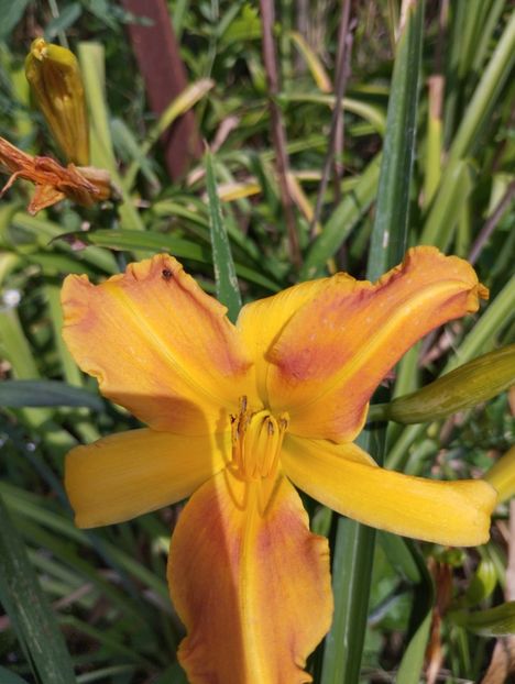  - Hemerocalisi 2025 vol2