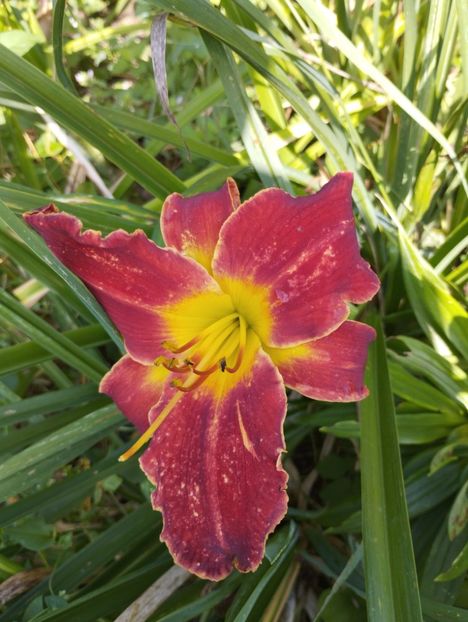  - Hemerocalisi 2025 vol2