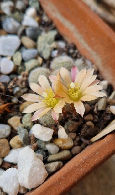 Rebutia heliosa Sunrise - Rebutia