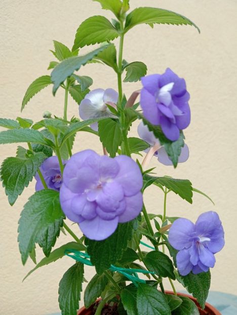  - Double Blue Rose