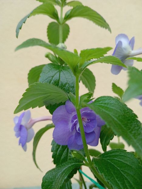  - Double Blue Rose