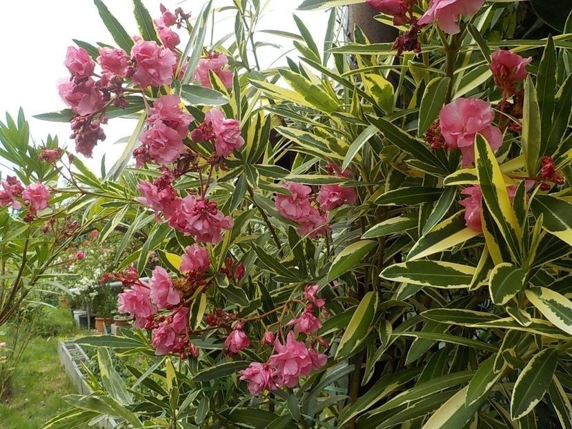  - variegat nr 24