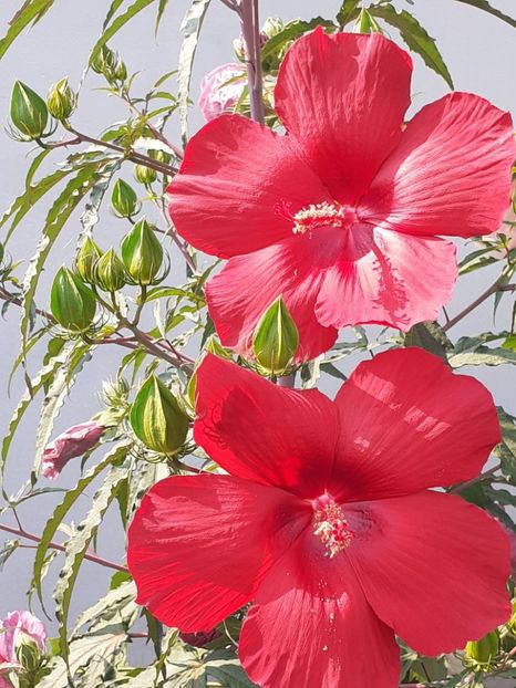  - HIBISCUS MOSCHETUOS