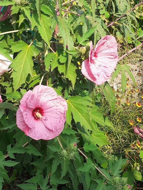  - HIBISCUS MOSCHETUOS