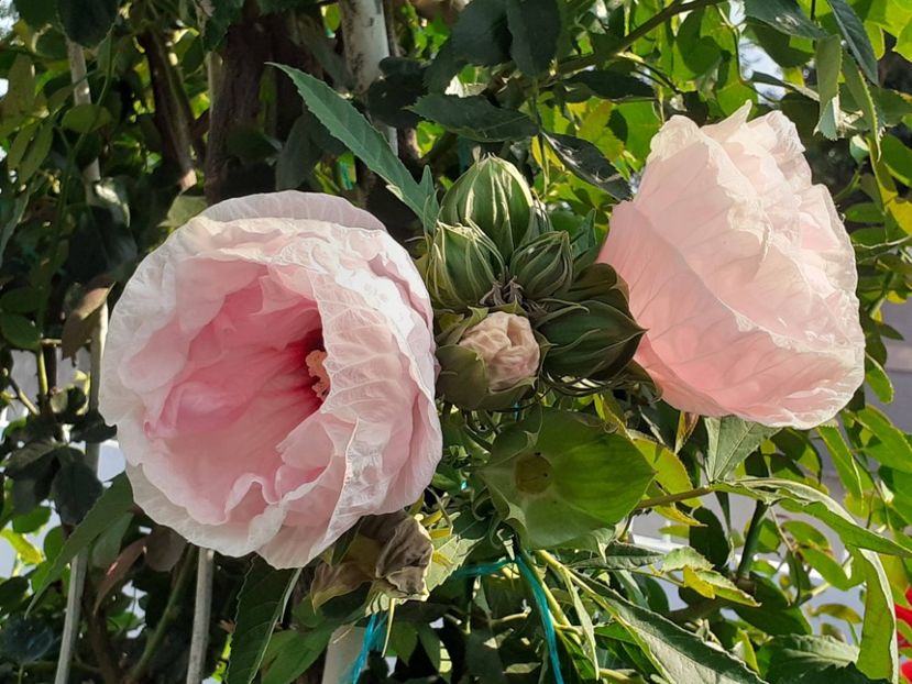  - HIBISCUS MOSCHETUOS