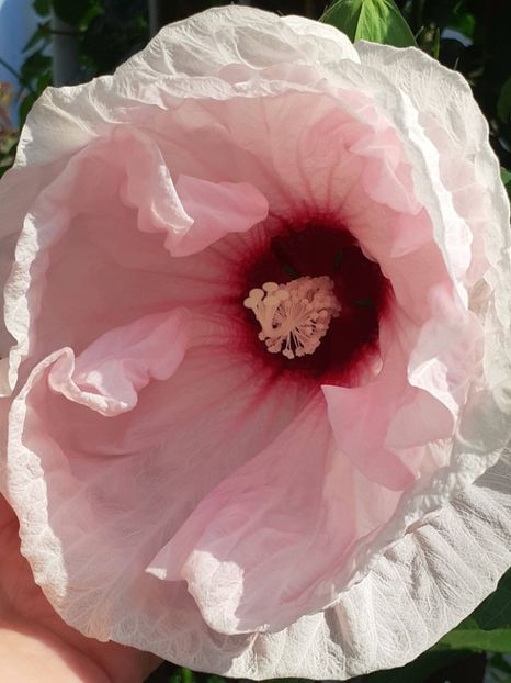  - HIBISCUS MOSCHETUOS