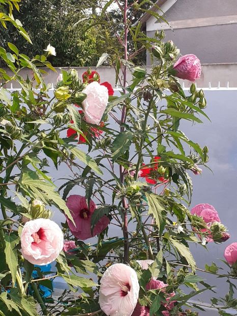  - HIBISCUS MOSCHETUOS