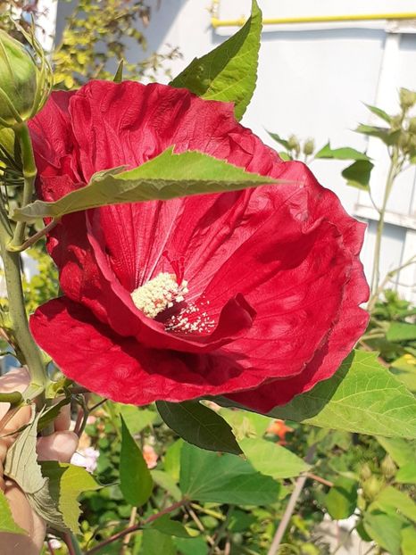  - HIBISCUS MOSCHETUOS