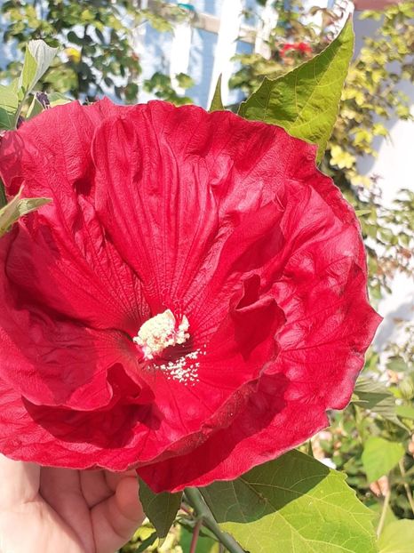  - HIBISCUS MOSCHETUOS