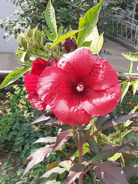  - HIBISCUS MOSCHETUOS