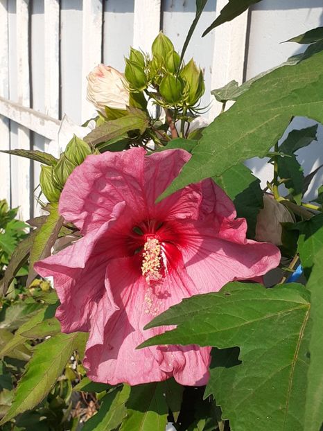  - HIBISCUS MOSCHETUOS