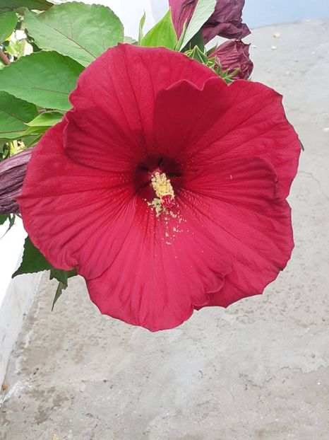  - HIBISCUS MOSCHETUOS