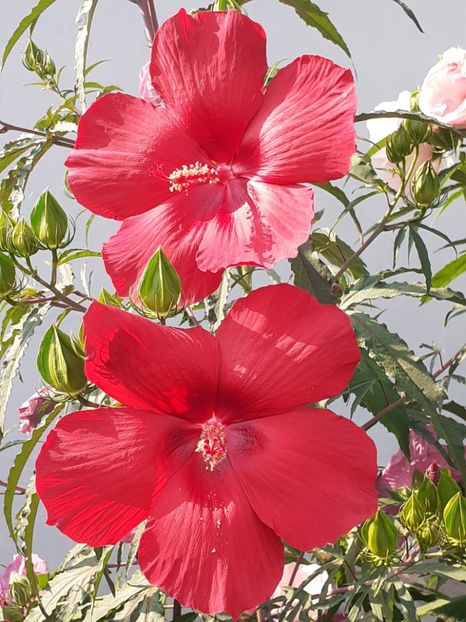 - HIBISCUS MOSCHETUOS