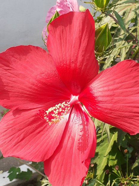  - HIBISCUS MOSCHETUOS