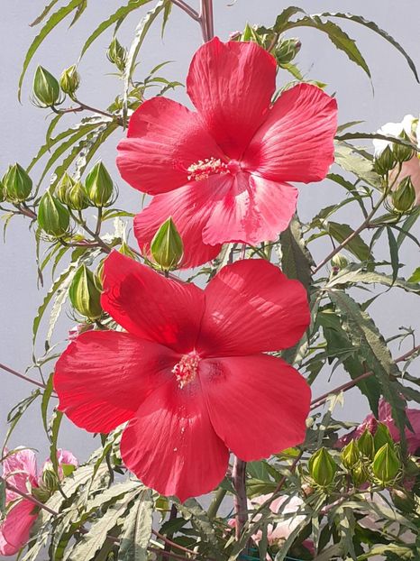  - HIBISCUS MOSCHETUOS