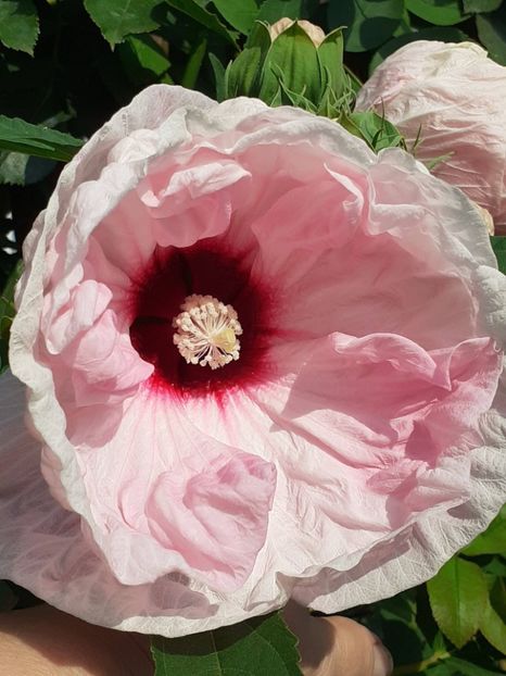  - HIBISCUS MOSCHETUOS