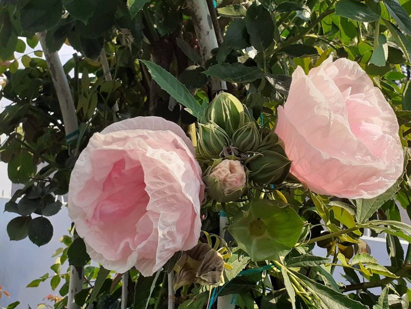  - HIBISCUS MOSCHETUOS