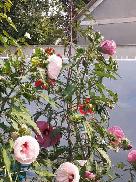  - HIBISCUS MOSCHETUOS