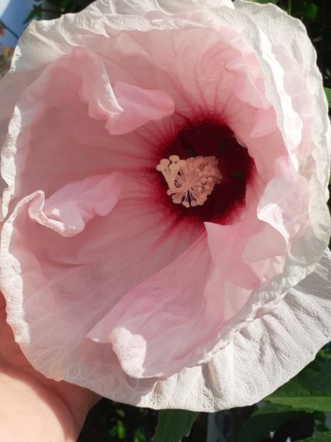  - HIBISCUS MOSCHETUOS