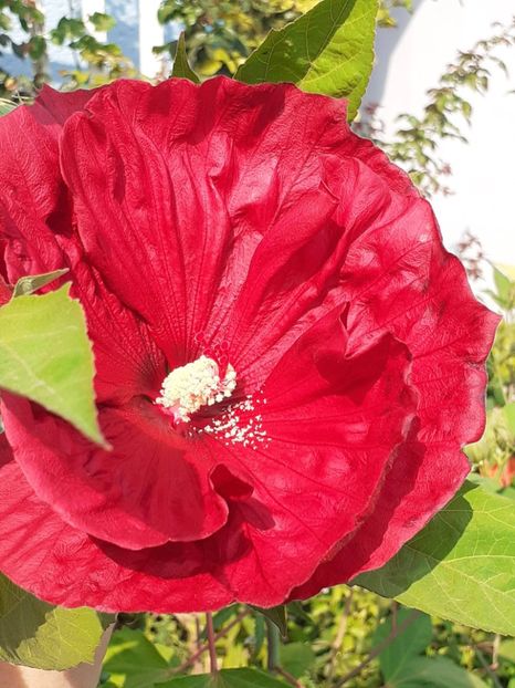  - HIBISCUS MOSCHETUOS