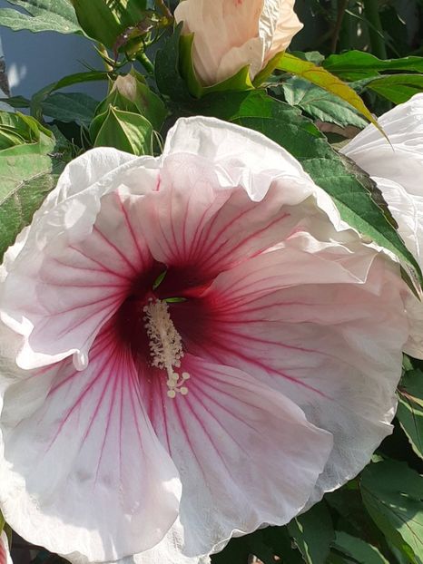  - HIBISCUS MOSCHETUOS