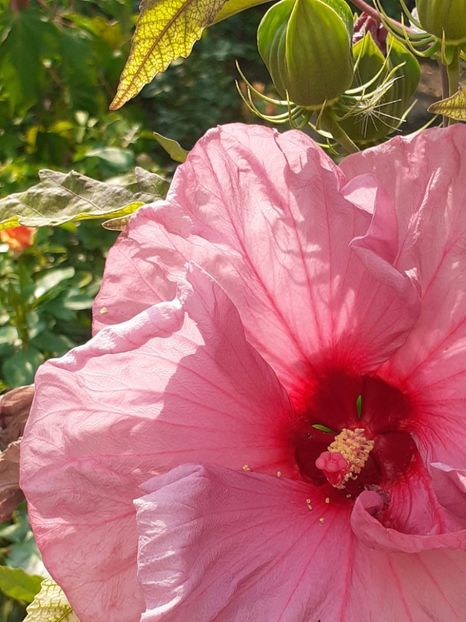  - HIBISCUS MOSCHETUOS