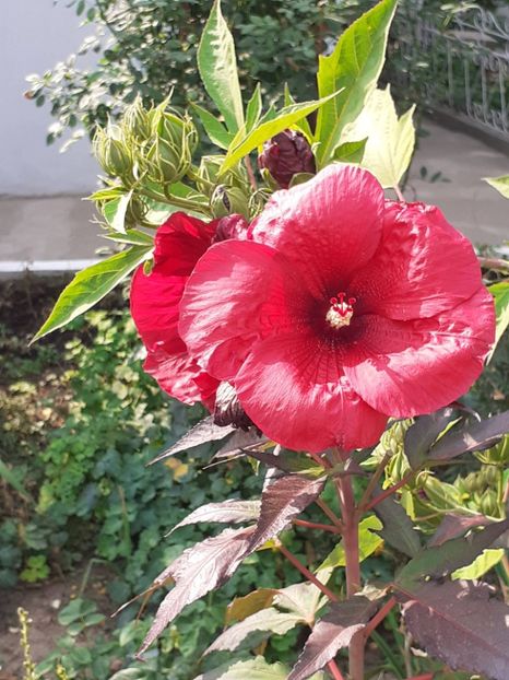  - HIBISCUS MOSCHETUOS