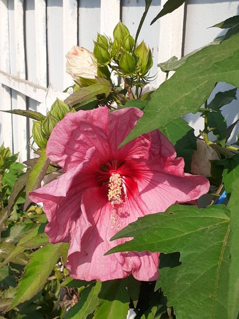  - HIBISCUS MOSCHETUOS