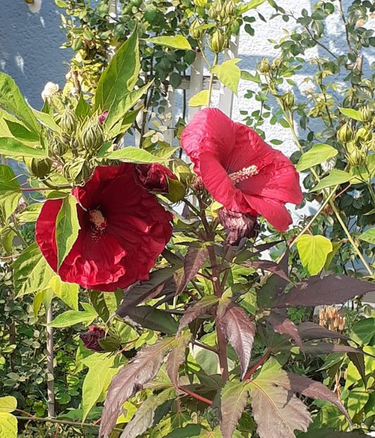  - HIBISCUS MOSCHETUOS
