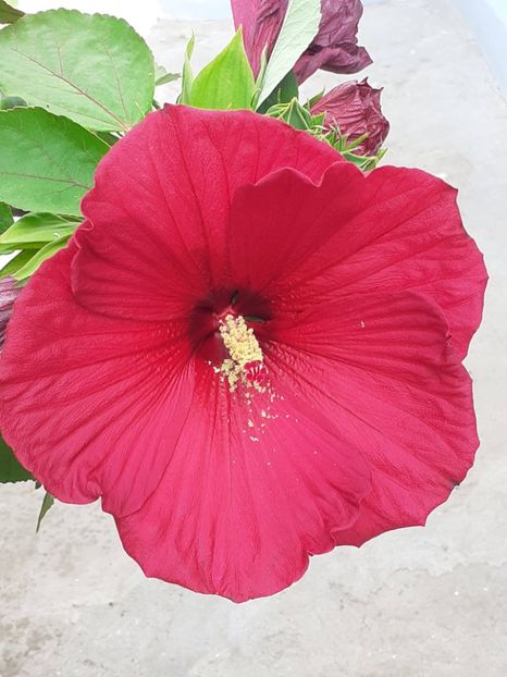  - HIBISCUS MOSCHETUOS