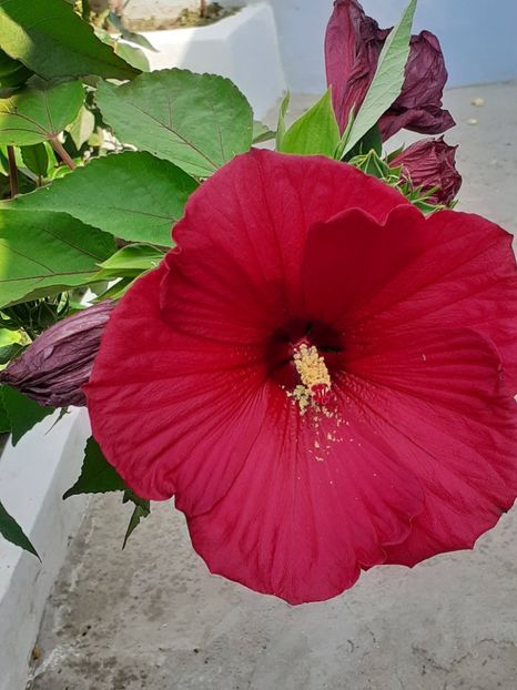  - HIBISCUS MOSCHETUOS