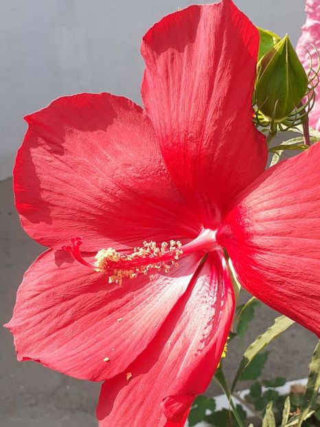  - HIBISCUS MOSCHETUOS