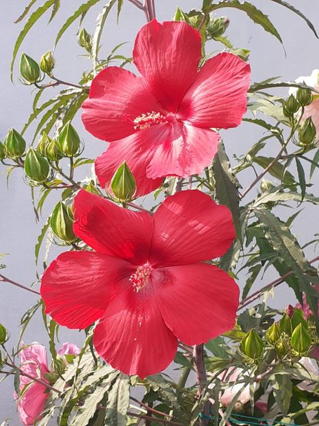  - HIBISCUS MOSCHETUOS