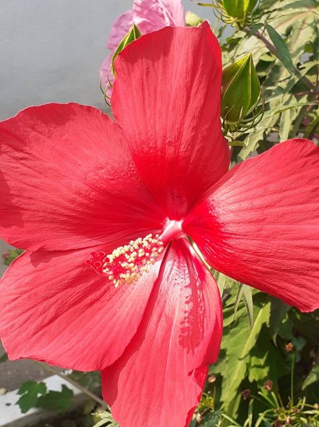  - HIBISCUS MOSCHETUOS
