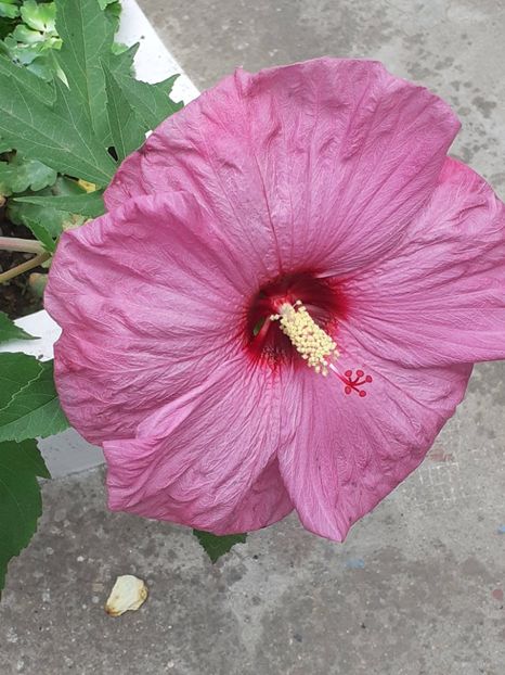  - HIBISCUS MOSCHETUOS
