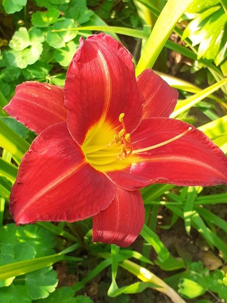 Un întârziat - 0001 HEMEROCALLIS - DELPHINUM
