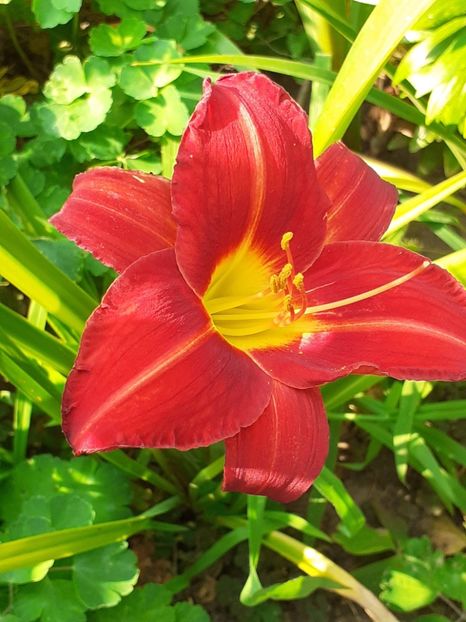 20250729_093612(0) - 0001 HEMEROCALLIS - DELPHINUM