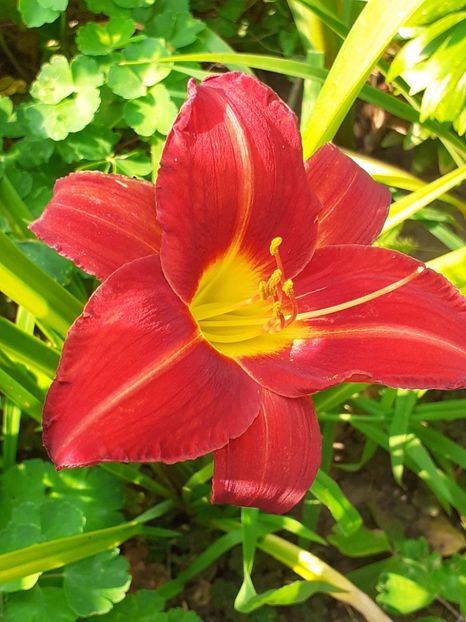  - 0001 HEMEROCALLIS - DELPHINUM