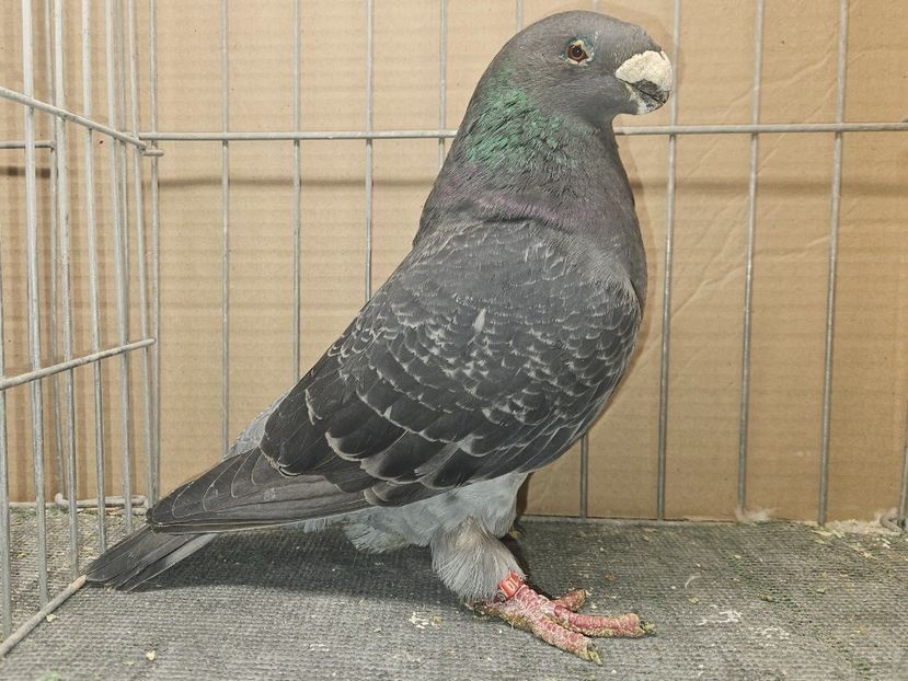 FEMELA USA 2020 - NPA 451 - PERECHI ASR 2026 - PLAN