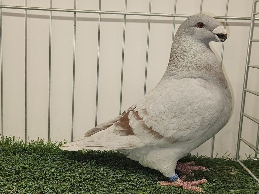 MASCUL RO 24 - 9815 - PERECHI ASR 2026 - PLAN