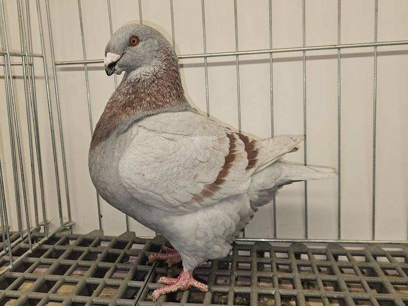 MASCUL RO 24 - 5030 PURTATOR DE REDUCED - PERECHI AGH 2026 - PLAN