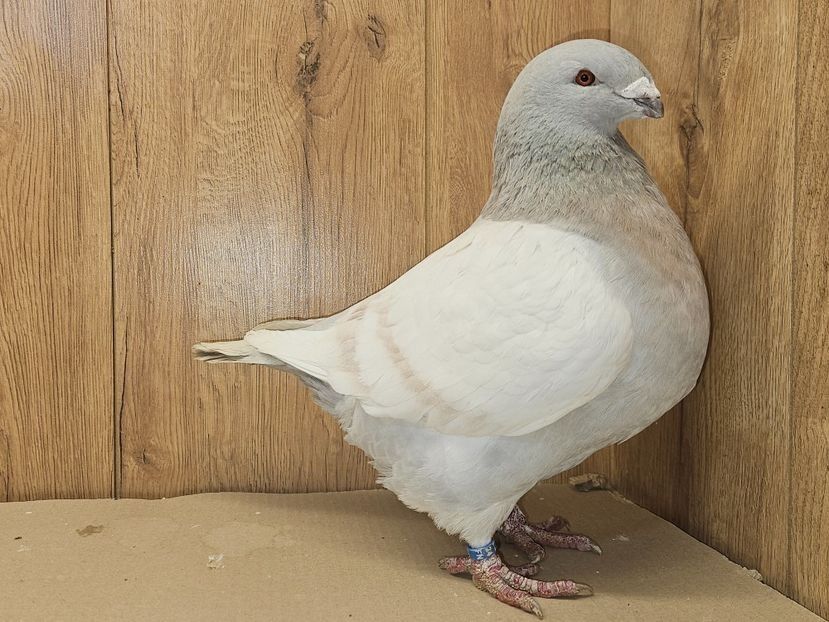 FEMELĂ RO 24 - 5107 - PERECHI AGH 2026 - PLAN