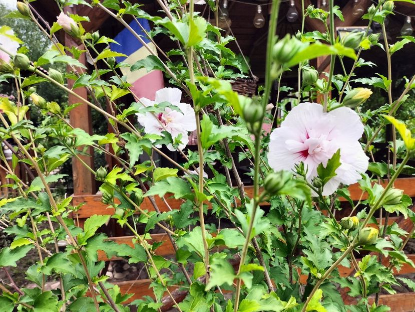 IMG20250729122442 - vara 2025