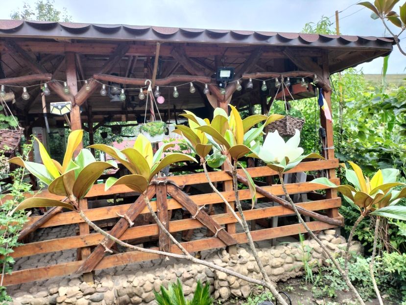 IMG20250729122421 - vara 2025